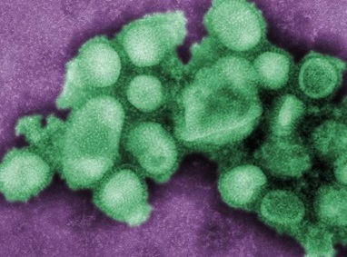 Structure of the influenza virus, with common vaccine targets shown